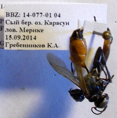 Podalonia fera