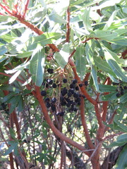 Comarostaphylis glaucescens