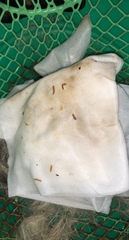 Cestoda
