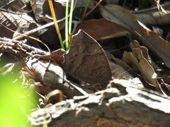 Pindis squamistriga