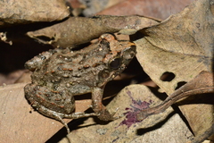 Leptodactylus natalensis