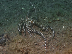 Wunderpus photogenicus