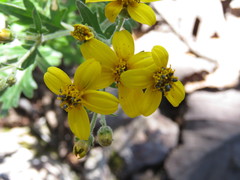 Coreopsis rudis
