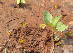 Ampittia dioscorides dioscoride