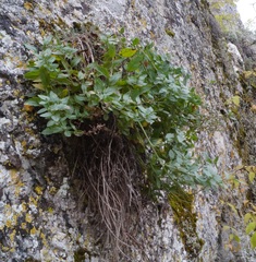 Scrophularia rupestris