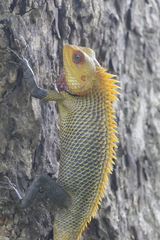 Calotes versicolor