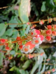 Kohleria stuebeliana