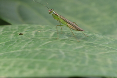 Hapalopeza