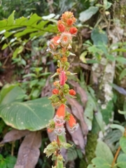 Kohleria stuebeliana