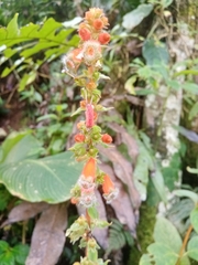 Kohleria stuebeliana