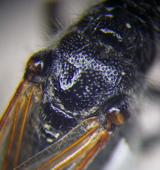 Podalonia tydei