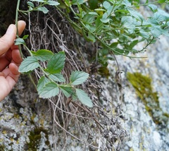 Scrophularia rupestris