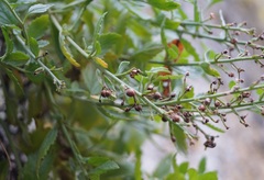 Scrophularia rupestris