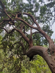 Comarostaphylis glaucescens