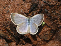 Zizina otis indica