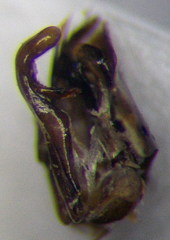 Podalonia tydei