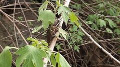 Chalcorana chalconota