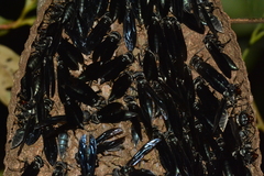 Synoeca ilheensis