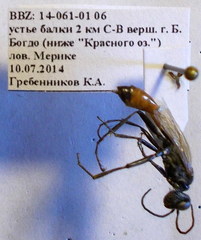 Podalonia tydei