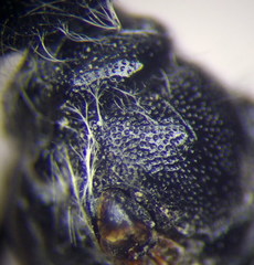 Podalonia tydei