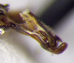 Podalonia tydei