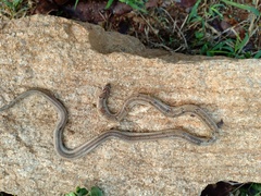 Oligodon taeniolatus