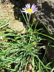 Erigeron barbellulatus