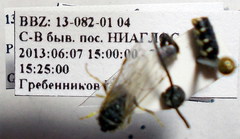 Poecilotiphia ciliata