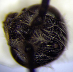 Poecilotiphia ciliata