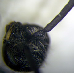 Poecilotiphia ciliata