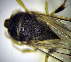 Poecilotiphia ciliata