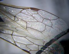 Poecilotiphia ciliata