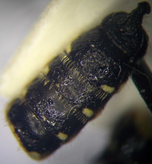 Poecilotiphia ciliata