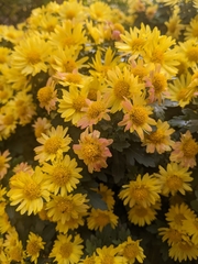 Chrysanthemum
