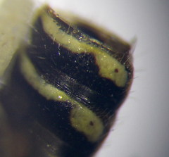 Poecilotiphia ciliata