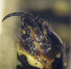 Poecilotiphia ciliata