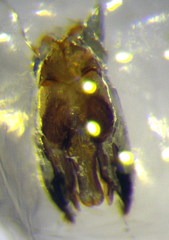 Poecilotiphia ciliata