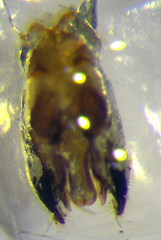 Poecilotiphia ciliata