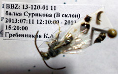 Poecilotiphia ciliata