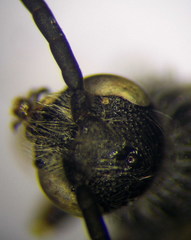 Poecilotiphia ciliata