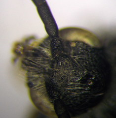 Poecilotiphia ciliata