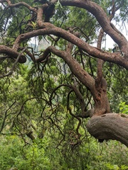 Comarostaphylis glaucescens