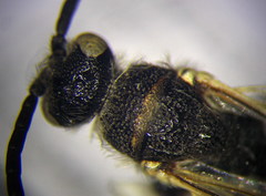 Poecilotiphia ciliata