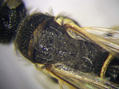 Poecilotiphia ciliata