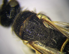 Poecilotiphia ciliata