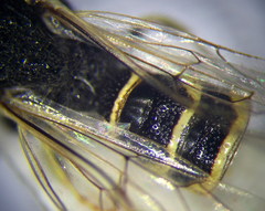 Poecilotiphia ciliata