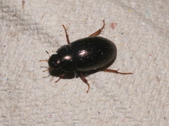 Hydrobius