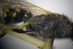 Poecilotiphia ciliata