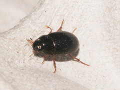 Hydrobius