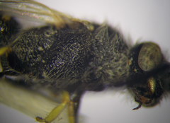 Poecilotiphia ciliata